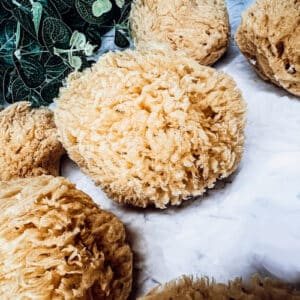 Real Dead Sea Sponge